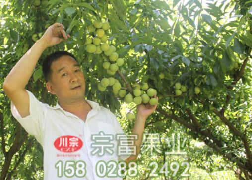 李樹苗灰黴病怎樣治？