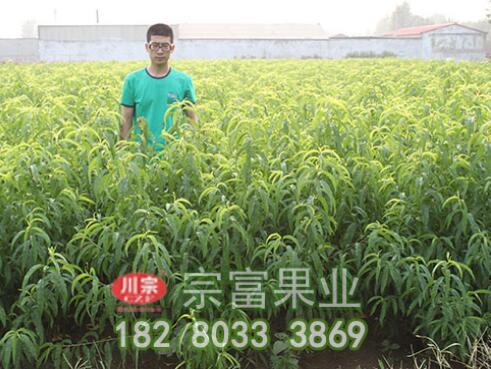 李樹苗主要病蟲害防治技術