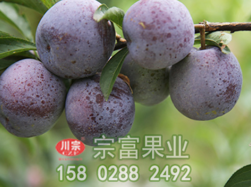 李樹苗流膠病的原因及防治措施