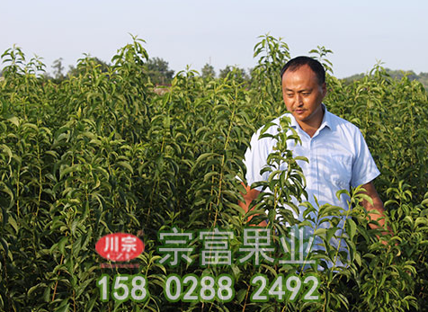 脆紅李樹苗缺鎂症及其防治