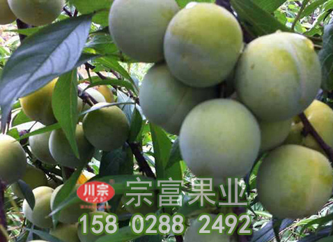 春季李樹苗病蟲害防治要點