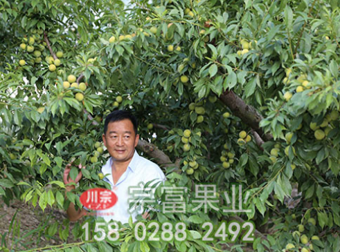李樹苗夏季修剪采用方法有哪些