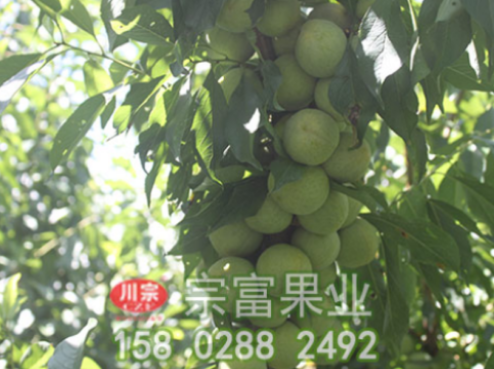 李樹苗秋冬管理要點
