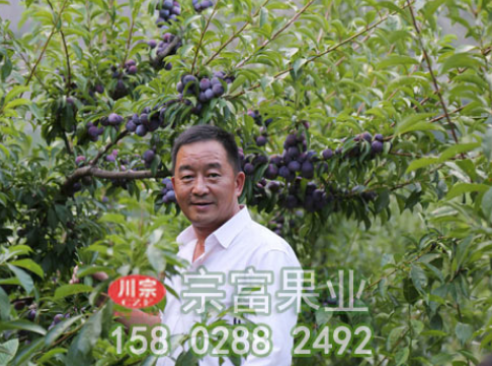 宗富李樹苗基地種植時食心蟲防治措施