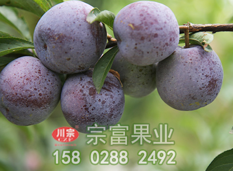 李樹苗冬防病蟲害