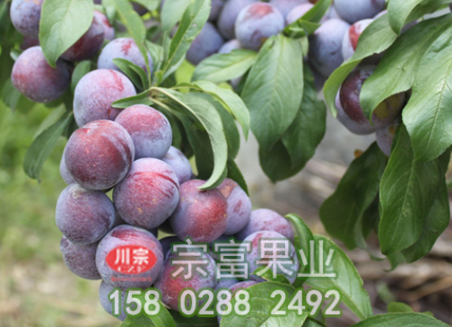 李樹苗種植的基本管理技術