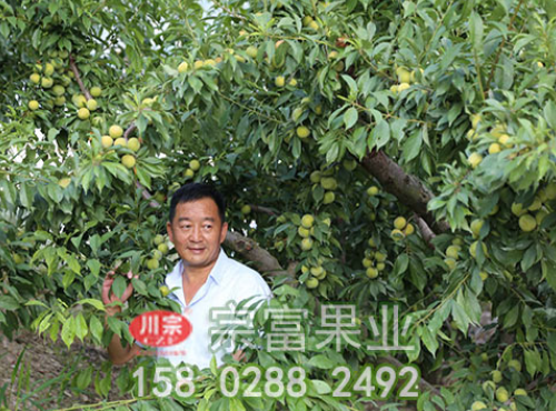 李樹苗秋冬無公害怎麼管理