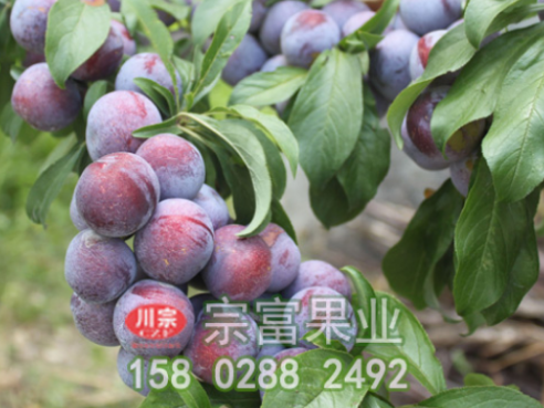 李樹苗夏季細心管理能增產