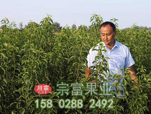 如何做好李子苗的鳥羽蛾蟲害及防治