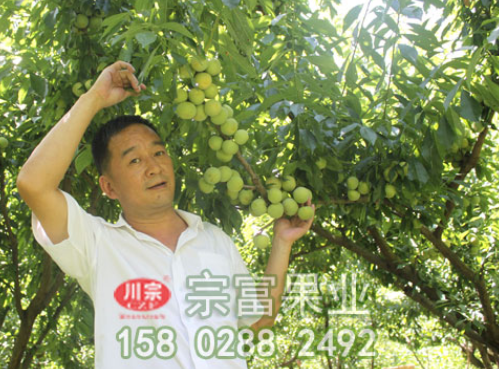 李樹苗切腹接法高接換頭技術