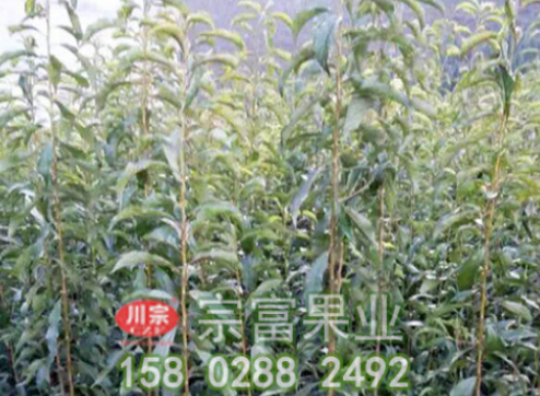 李樹苗栽培技術