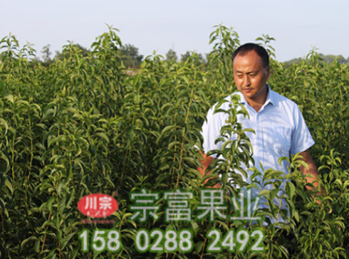 李樹苗主要病蟲害防治技術
