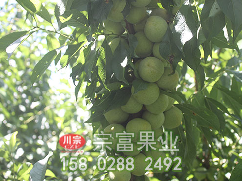 李子苗新嫁接如何防止凍害？