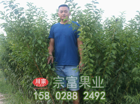 李樹苗食心蟲防治措施