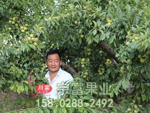 李樹苗兩個時期的修剪方法