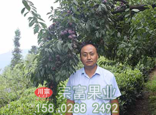 淺談李子苗夏季怎麼修剪