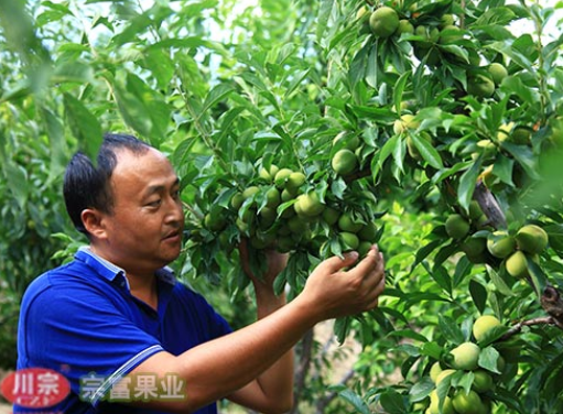 李樹苗該如何棚栽？