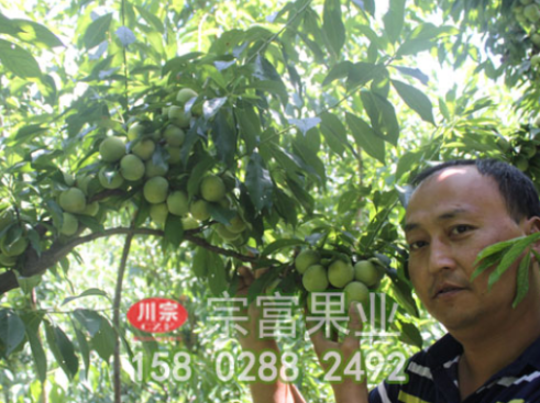 淺談李子苗夏季怎麼修剪