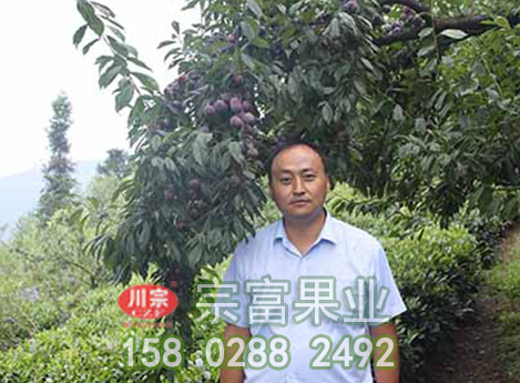 冰糖李樹苗成長與結果的關聯