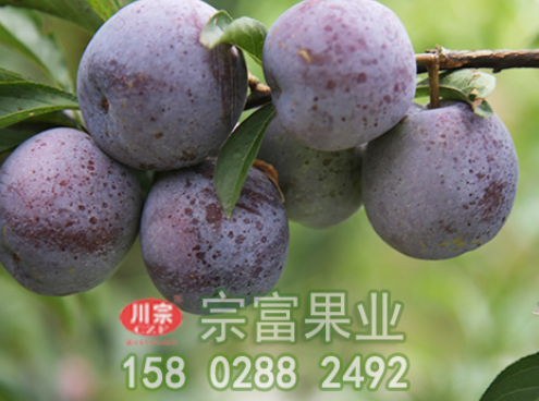 李樹苗流膠病的原因及防治措施
