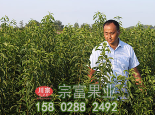 李樹苗主要病蟲害防治技術