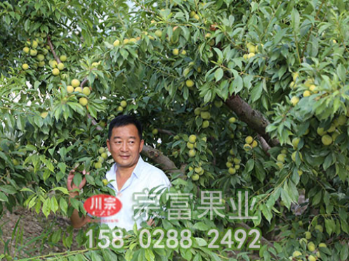 李樹苗夏季修剪采用方法有哪些