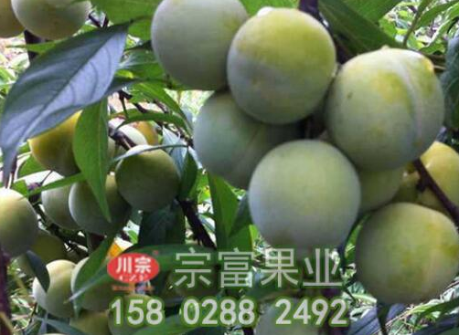 李樹苗的優質高產栽培技巧解說