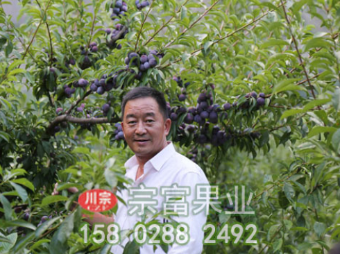 李樹苗夏季修剪采用方法有哪些