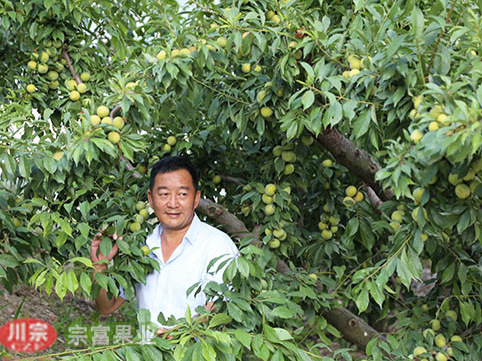 李樹苗如何防治瘡痂病？