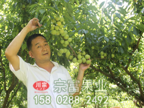 李樹苗的養護管理