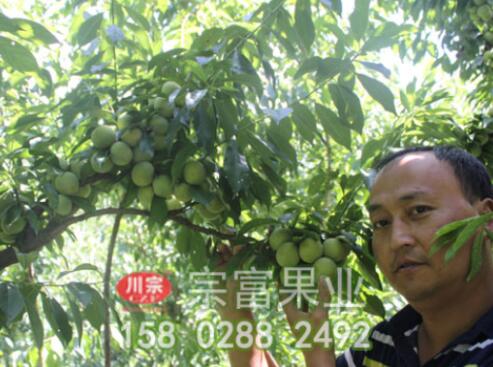 淺談李子苗夏季怎麼修剪
