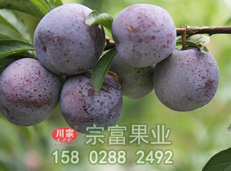 李樹苗大小年如何整治